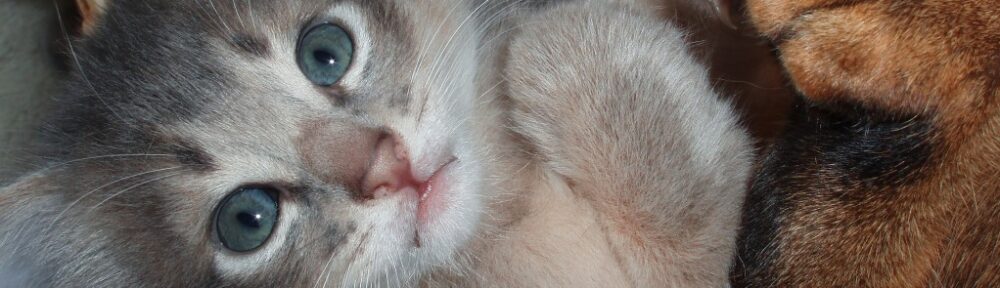 La chatterie de la Rive